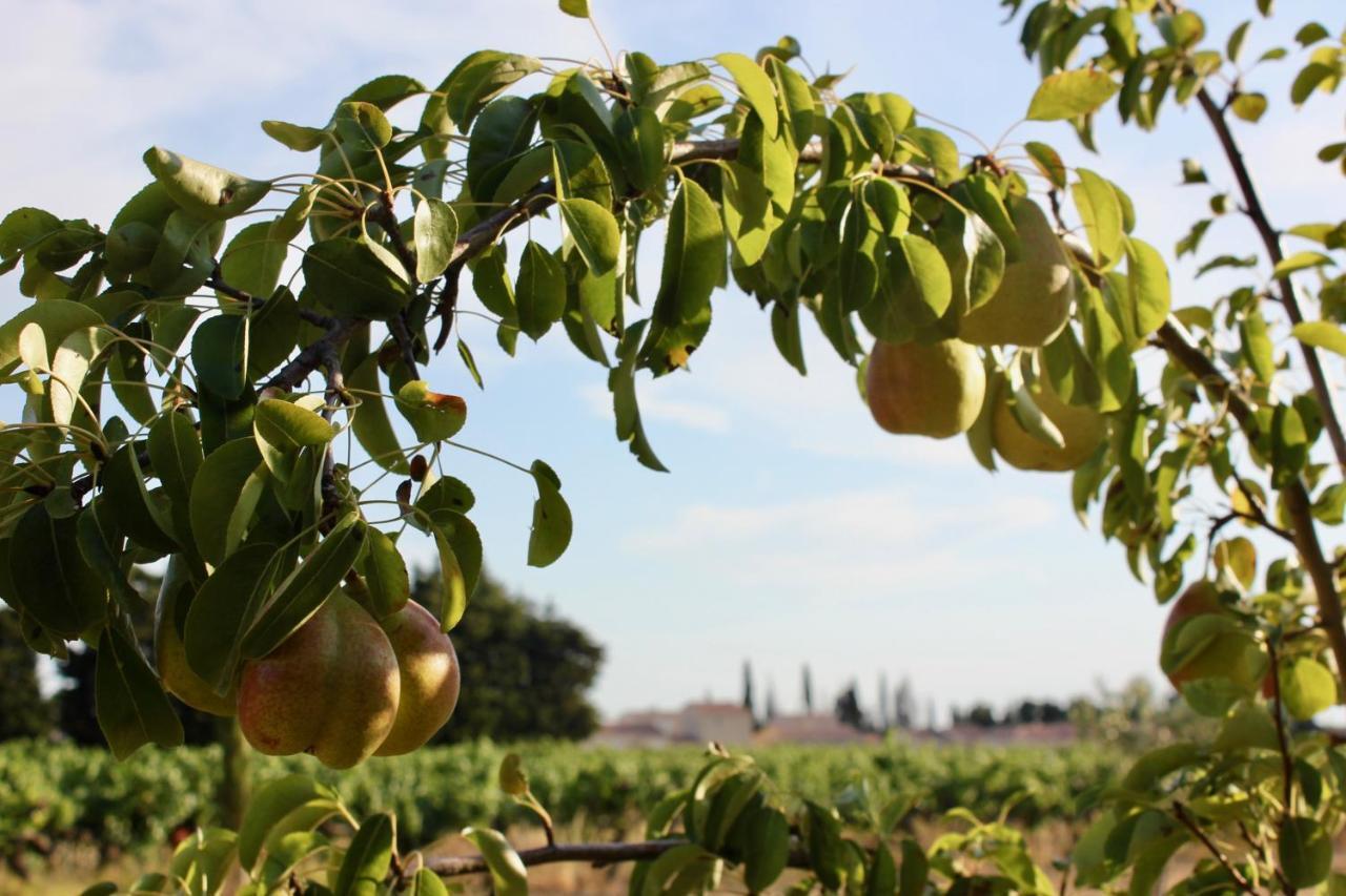 Le Clos Vitis Violès Dış mekan fotoğraf